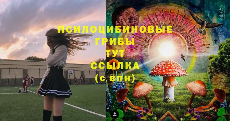 продажа наркотиков  Амурск  Галлюциногенные грибы Psilocybine cubensis 